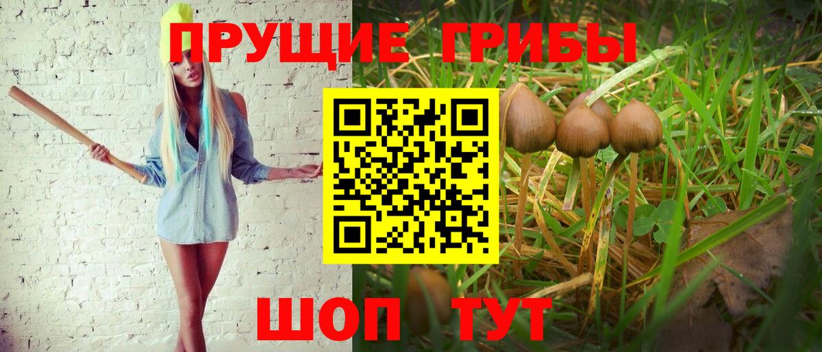 Мичуринск  Псилоцибиновые грибы GOLDEN TEACHER  Вход с VPN 